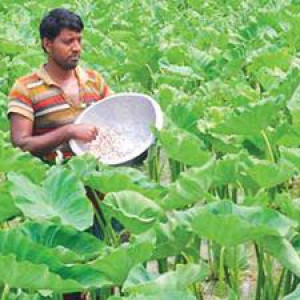 cultivation-method-of-latiraj-kochu